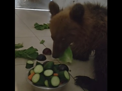 Το αρκουδάκι που τραυματίστηκε σε τροχαί...