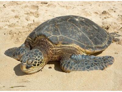 Μία χελώνα Caretta-Caretta αργοπεθαίνει ...