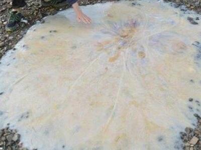 Μέδουσα - γίγας ξεβράστηκε στις ακτές τη...