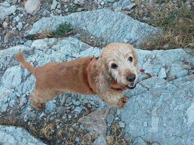 Πάτρα: Χάθηκε η Λουλού