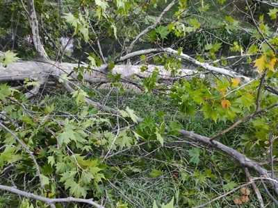 Πάτρα:  Πτώση δέντρου στην οδό Παύλου Πα...