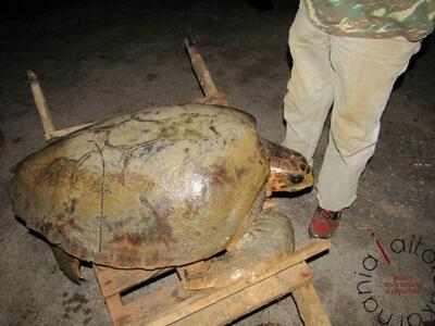 Αιτωλοακαρνανία: Διάσωση χελώνας καρέτα-...