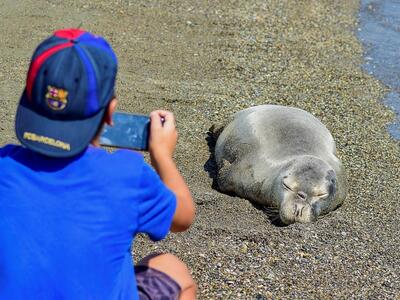 Φώκια βγήκε σε παραλία της Σκοπέλου για ...