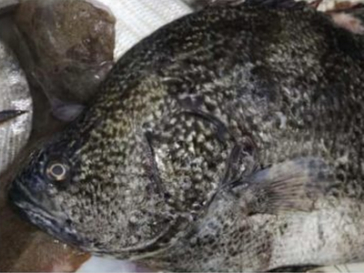 Από τον Αντλαντικό στη... Ναύπακτο! Το π...