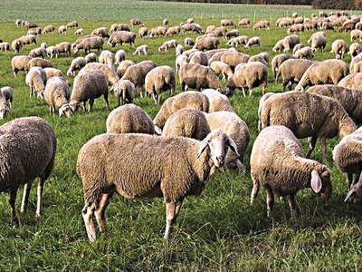 Ευλογιά αιγοπροβάτων: Αυτά είναι τα μέτρ...