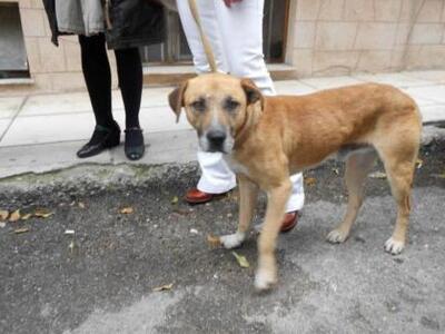 Πάτρα: Αυτή είναι η σκυλίτσα που κακοποι...