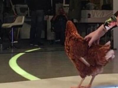 Έβαλε μια... κότα στο πλατό της εκπομπής