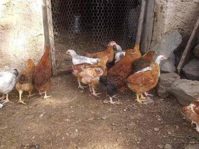 Αγρίνιο: Άρπαξαν 4 αρνιά, 120 κότες και ...