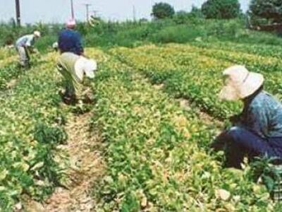 Επίδομα 1.000 ευρώ για 5.000 οικογένειες αγροτών