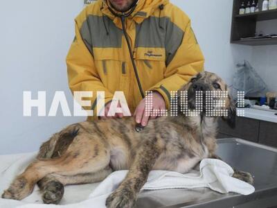 Πύργος Ηλείας: Ασυνείδητοι πυροβόλησαν κ...