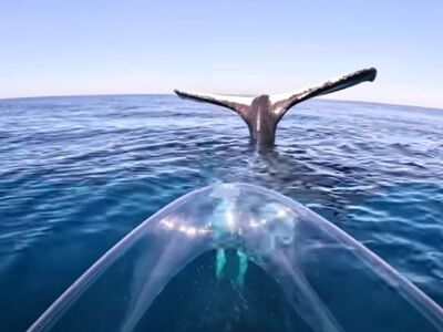 Εντυπωσιακό βίντεο: Φάλαινα κάνει ιστιοπλοΐα ουράς