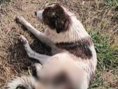 Ναύπακτος: Πυροβόλησε σκυλί στο πόδι και...