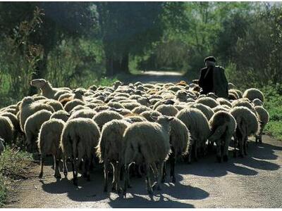 Δε μέτρησε σωστά τα πρόβατά του..