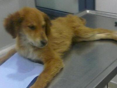 Κουταβάκι πρέπει να χειρουργηθεί για να ...