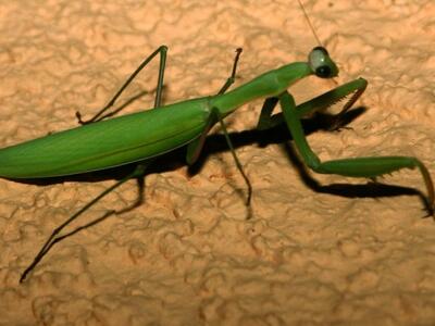 Μετά τα αεροπλανάκια έρχονται τα τηλεκατ...