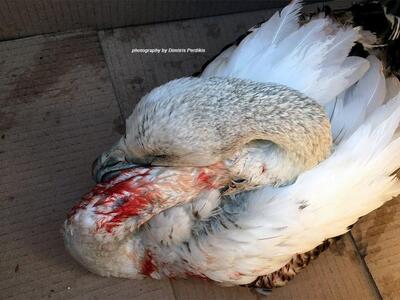 (φωτό: Δημήτρης Περδίκης)