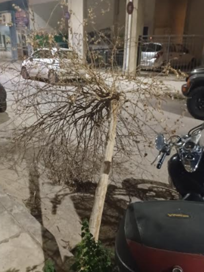 ΠΑΤΡΑ: Δεν "άντεξε" το δένδρο στη Σαχτούρη και... έπεσε - ΦΩΤΟ