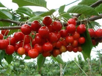 26η Γιορτή Κερασιού στο Άνω Καστρίτσι