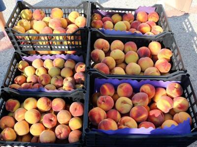 Αγρίνιο: Διανομή ροδάκινων στους δικαιού...