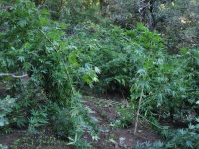 Δεν προλαβαίνουν να καταστρέφουν χασισοφ...