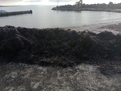 Ηλεία: «Πνίγηκε» από τα φύκια το λιμανάκ...