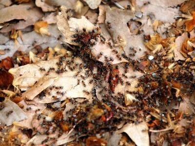 Αυτά θέλει να τρώμε η Ευρωπαϊκή Ένωση: Μ...