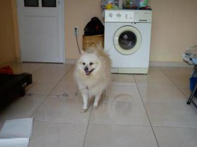 Βρέθηκε πομεράνιαν στην Πάτρα