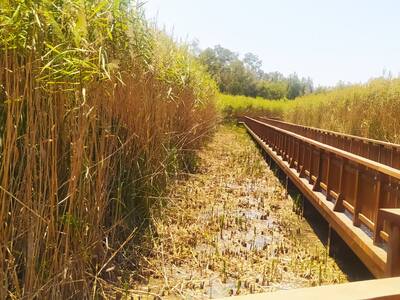 Πάτρα: Δημιουργία αντιπυρικής ζώνης και ...