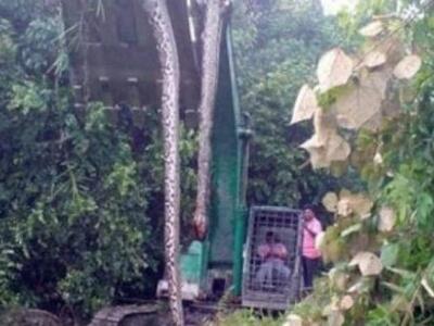 Βρέθηκε γιγάντιο Φίδι, μήκους 16.7 μέτρω...