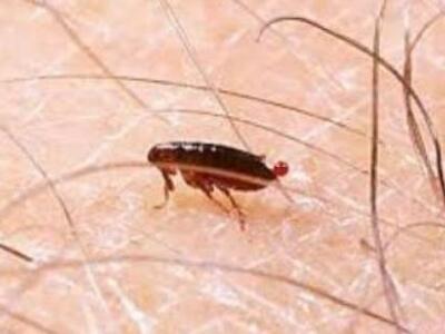 Πάτρα: Kαθαρίζεται από τους ψύλλους το ο...