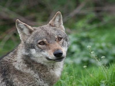 Χαλκιδική: Κινητοποίηση για τη σύλληψη ή...