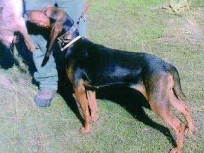 Πλουτοχώρι Ηλείας: Έκλεψαν πανάκριβο κυν...