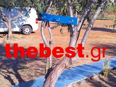 Από κάθε άποψη είναι χρήσιμο δένδρο η ελιά