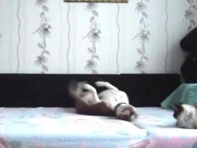 Ξεκαρδιστικό βίντεο: Τι κάνει ο σκύλος ό...