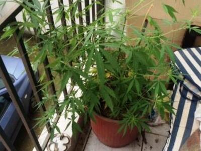 Καλλιεργούσαν κάνναβη στο σπίτι τους