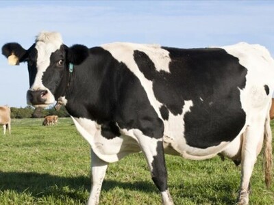 Βρετανία: Αστυνομικός τιμωρήθηκε επειδή ...