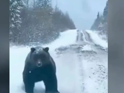 Πέλλα: Τεράστια αρκούδα ξάφνιασε οδηγό σ...