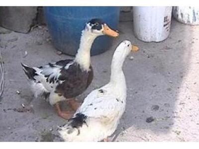 Aν είναι δυνατόν! Τούρκος κτηνοβάτης βία...