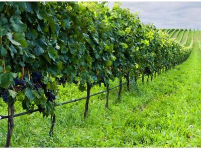 Περιφέρεια: 900.000 ευρώ σε αμπελουργούς...