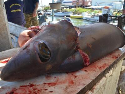 Και δεύτερος καρχαρίας σε τρεις μέρες στ...