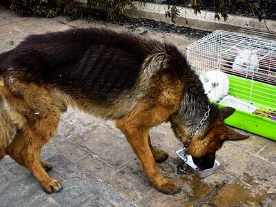Πάτρα: Σκύλος δάγκωσε στο χέρι ηλικιωμένη