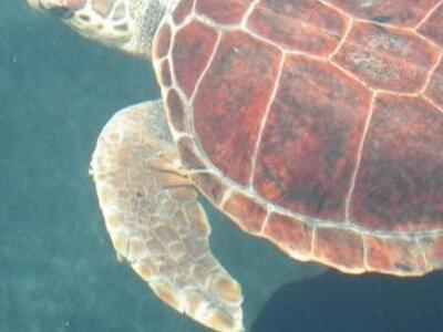 Πρόστιμα σε όσους ενοχλούν… τις χελώνες ...