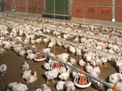 Επικίνδυνος για την Ευρώπη ο ιός της ψευδοπανώλης;