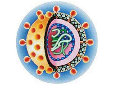 Ελπίδες πλήρους ίασης της ηπατίτιδας C έως το 2015