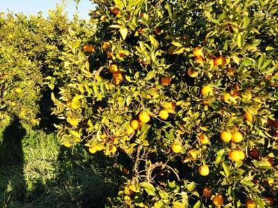 Φοβούνται ακαρπία οι πορτοκαλοπαραγωγοί ...