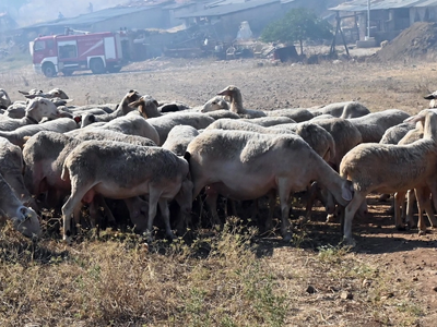 Ευλογιά στα αιγοπρόβατα: Βαρύς ο απολογι...
