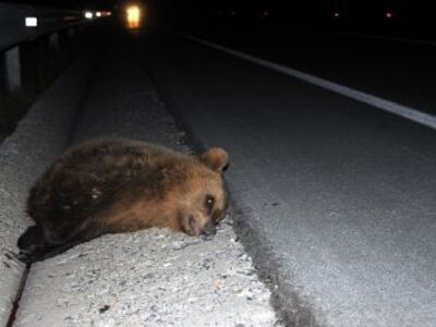 Αρκουδάκι νεκρό από τροχαίο