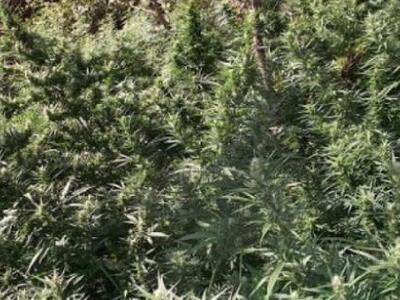 Αναζητούν τους δύο «ιδιοκτήτες» της χασι...