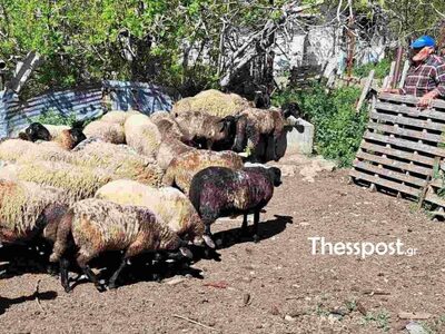 «Ήταν οικογένειά μου»: Συγκινεί κτηνοτρό...