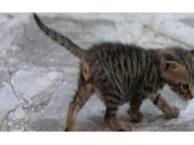 Τα γατάκια... ενοχλούσαν και τα εκτέλεσε...